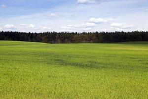 campo en primavera foto