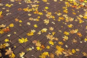 leaves on the sidewalk, autumn photo