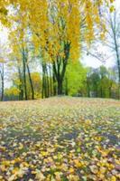 autumn in the park photo