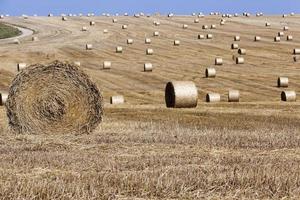 haystacks in a field of straw photo