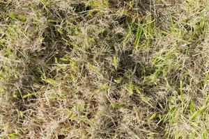 Mowed grass, close up photo
