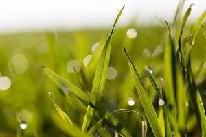 wheat germ and dew drop photo