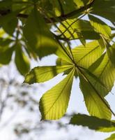 spring, chestnut leaf photo