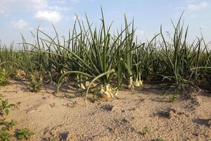 field with green onions photo