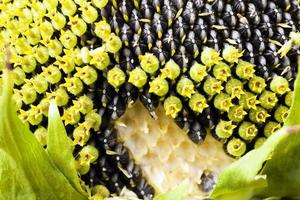 sunflower close up photo