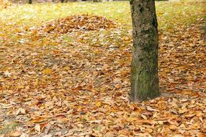 fallen leaves close up photo