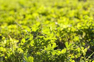 old clover in autumn photo