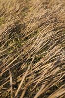 stubble wheat, closeup photo