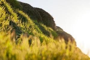 sprout wheat, sunset photo