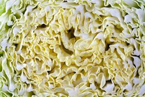 cut cabbage , closeup photo