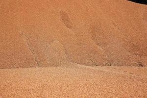 wheat grains, close up photo