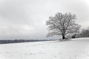 tree in the field photo