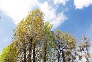 deciduous trees in spring photo