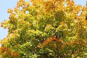 yellowed maple trees photo