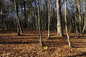 Bare trees growing in autumn park photo