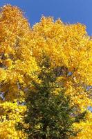 Beautiful yellow foliage photo