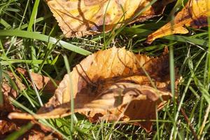 Leaves on the grass photo