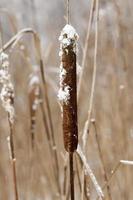 Dry plants in winter photo