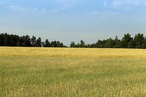 a wheat field photo