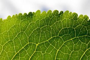 green plant, close up photo