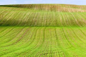 sembrar hierba, campo foto