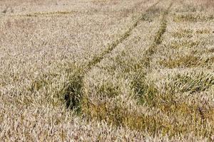 Road wheat field photo