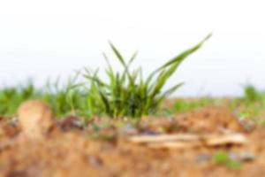 young grass plants, close-up photo