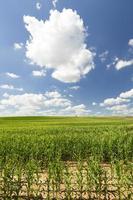 corn field, sky photo