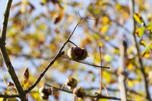 fresh chestnut, close up photo