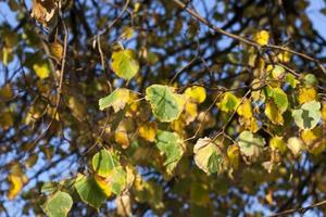 hojas de otoño, primer plano foto