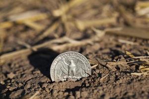 campo de cultivo de cereales foto