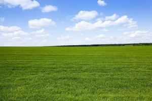 Agriculture. cereals. Spring photo