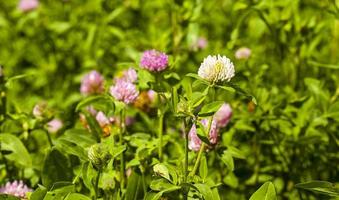 flowering clover, close up photo