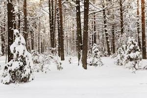 winter trees in forest photo