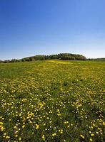 Dandelion field and sky photo
