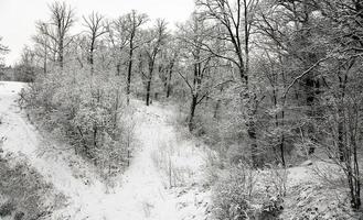 trees in the winter photo