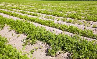 campo de zanahorias, primer plano foto