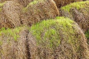 the sprouted wheat photo