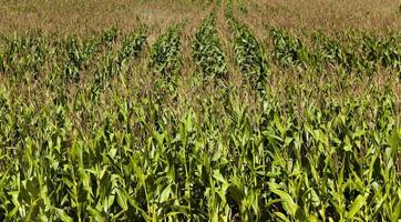 corn field - an agricultural field on which grow corn. corn tops. small depth of sharpness photo