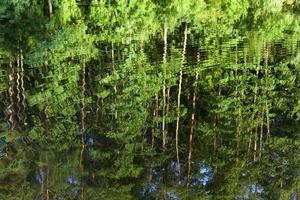 Reflection of trees photo