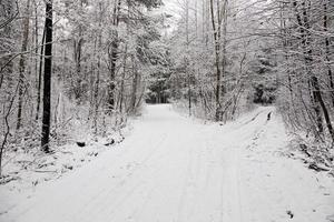 the winter road photo