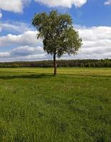 tree in the field photo