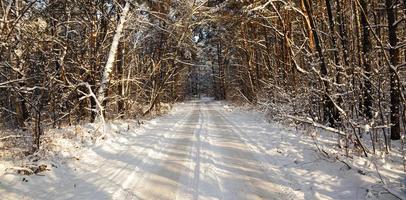 el camino de invierno foto