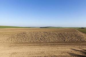 sugar beets, field photo