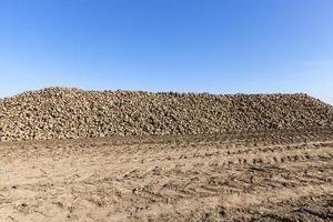 Harvested sugar beet photo