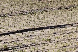 tierra agrietada en el campo foto