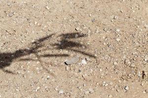 arena de trigo de sombra foto