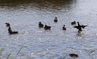 patos en el lago foto