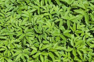 Green plants , close up photo