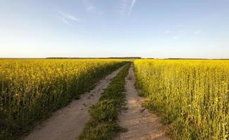 el camino a un campo foto